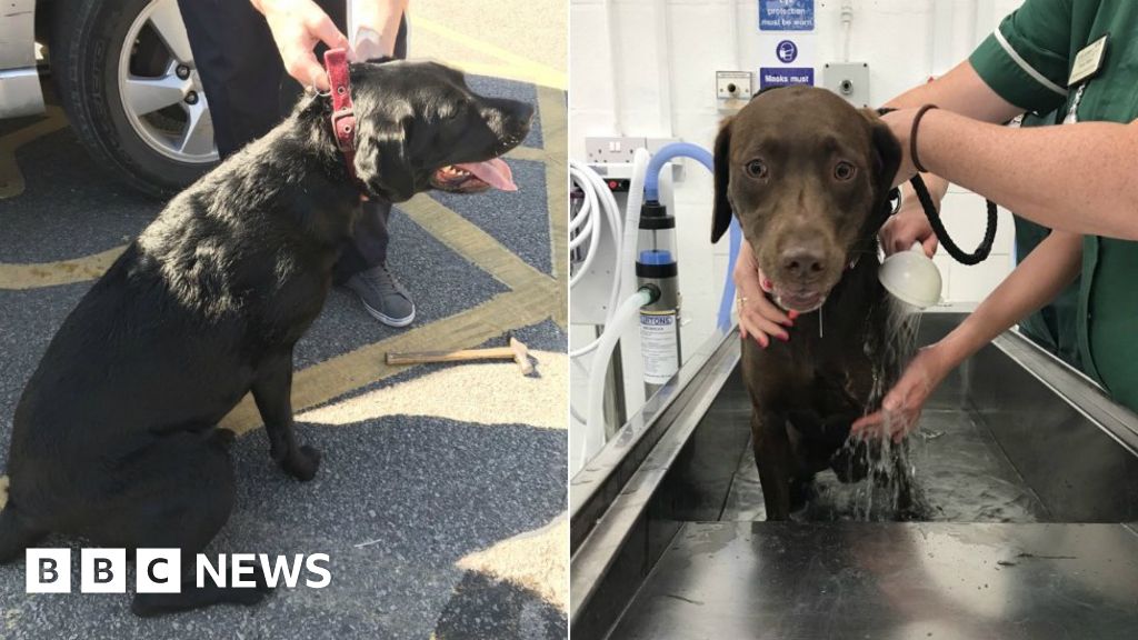 York police rescue dogs from 'blazing hot' car BBC News