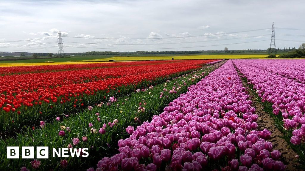 The Uk S Biggest Outdoor Tulip Crop Grown In Norfolk Bbc News
