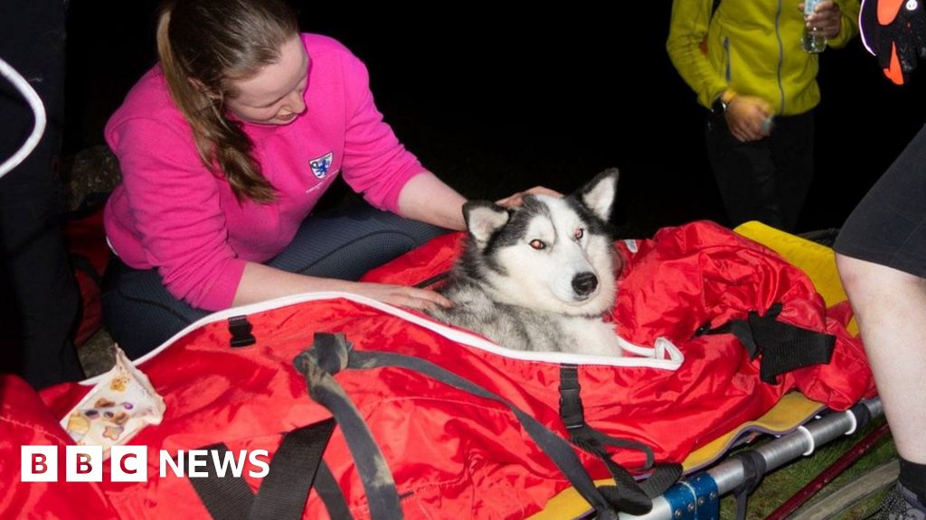 husky education and rescue team