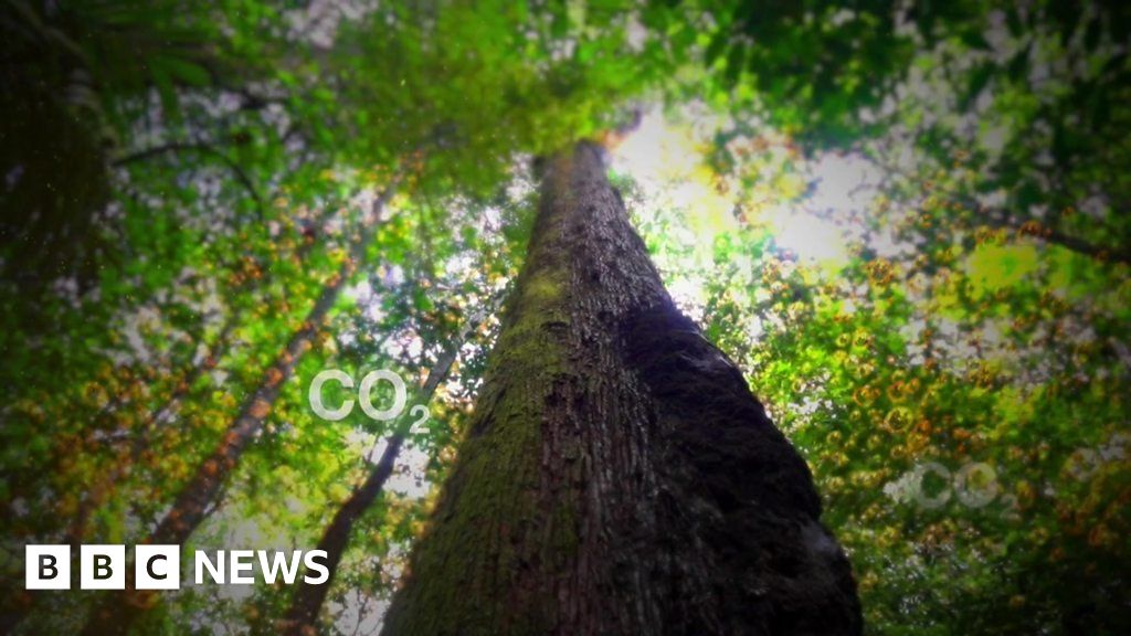 Climate change How important is the rainforest in limiting global warming?