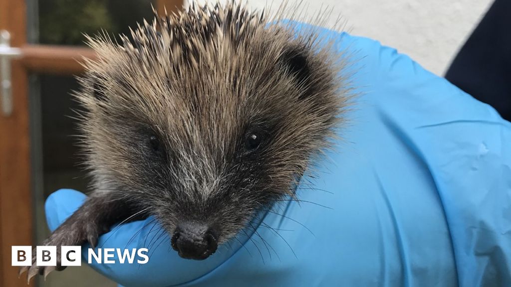 Baby hedgehog's 'lucky' rescue from drain in Preston - BBC News