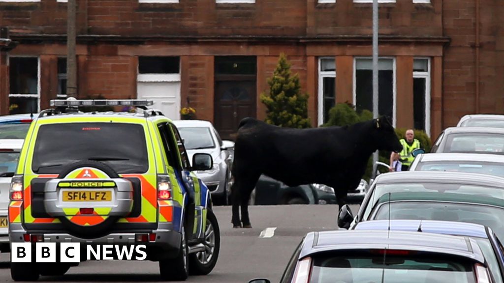 Fleeing Dumfries cow brings traffic to a halt BBC News