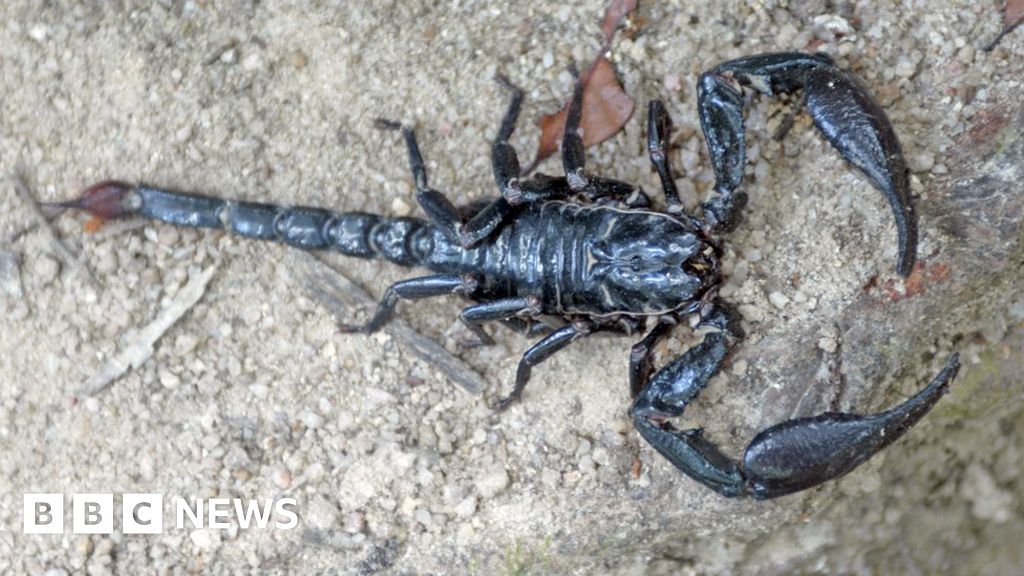 Flight delayed after scorpion found on GlasgowParis plane BBC News