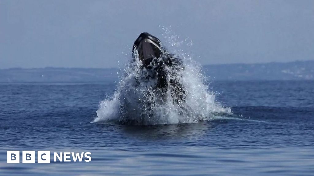 Rare Sighting Of Humpback Whale Off Coast Of Cornwall - BBC News