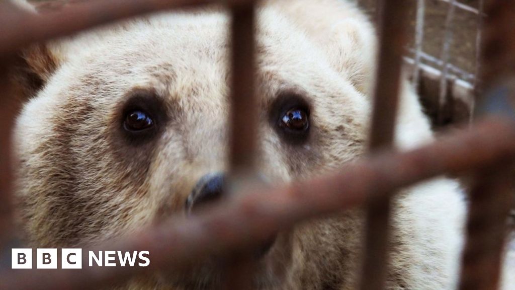 Uckfield charity rescue six bears in its 'biggest bear rescue' – BBC
