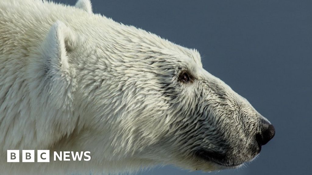 Polar bear mauls Canadian father to death