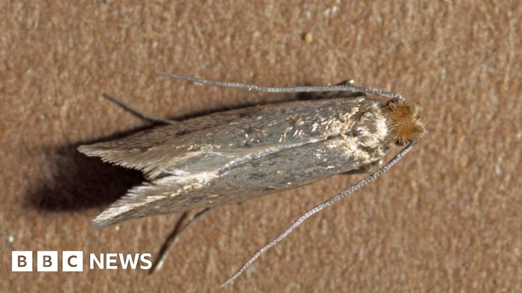 Rapid Rise Of Clothes Moths Threatens Historic Fabrics Bbc News