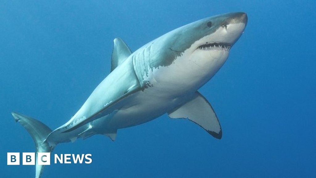 Humans hundreds of times ‘deadlier’ than sharks