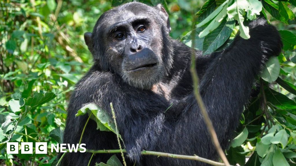 Die Abholzung der Wälder treibt Tiere im Wald Ugandas dazu, virusbeladenen Fledermauskot zu fressen