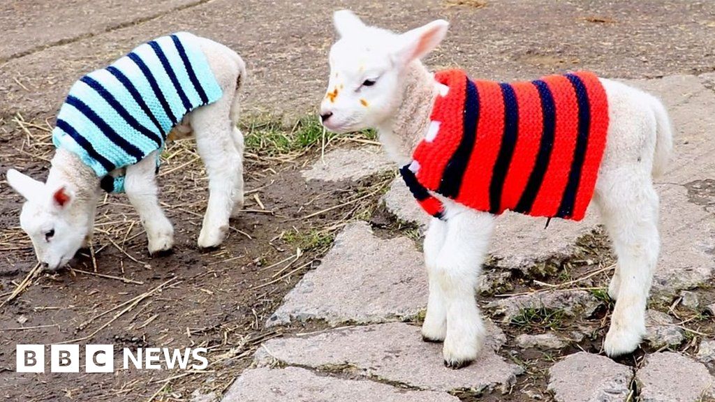 Northumberland care home residents knit woolly jumpers for lambs