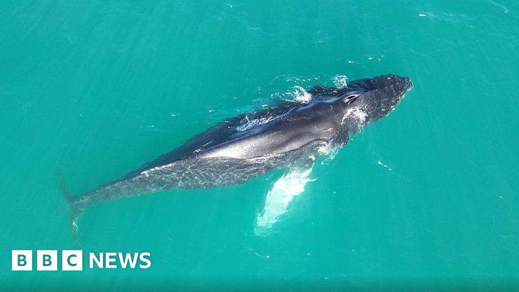 Whale sightings could indicate a population increase, expert says - BBC