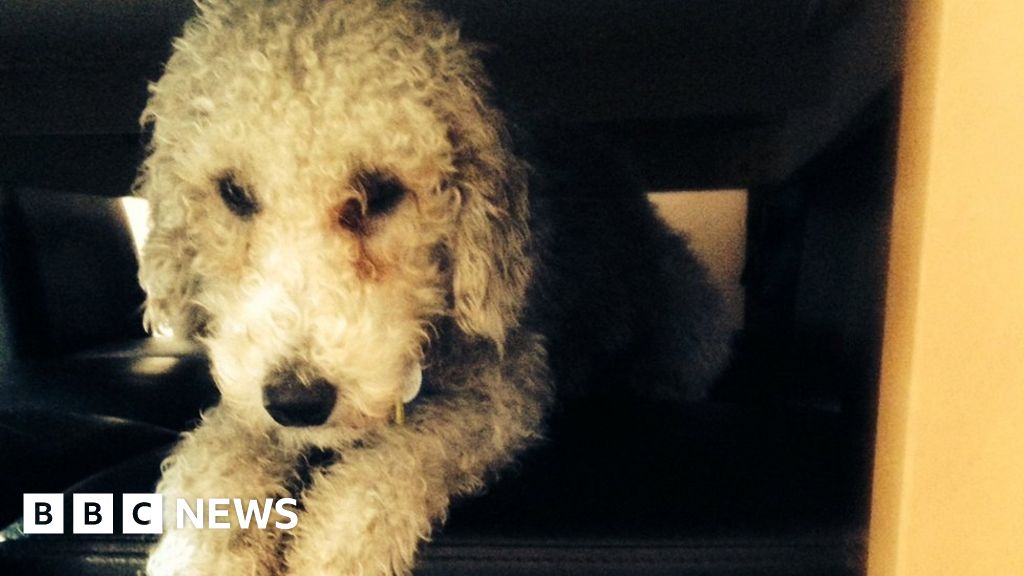 Pet dog unable to walk after burglars kick it in head BBC News