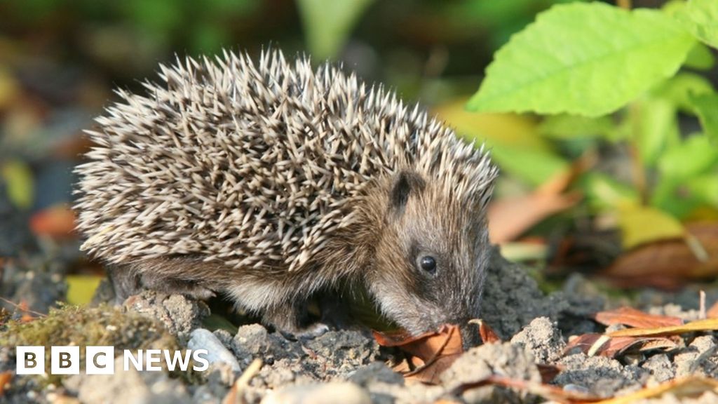 Hedgehog numbers 'down by half', warn wildlife groups