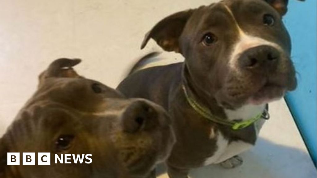 Essex stolen dogs worth £6,000 reunited with owner - BBC News