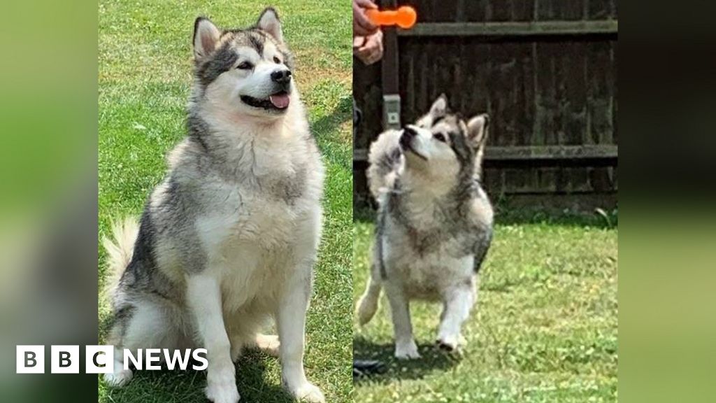 are alaskan malamutes dangerous