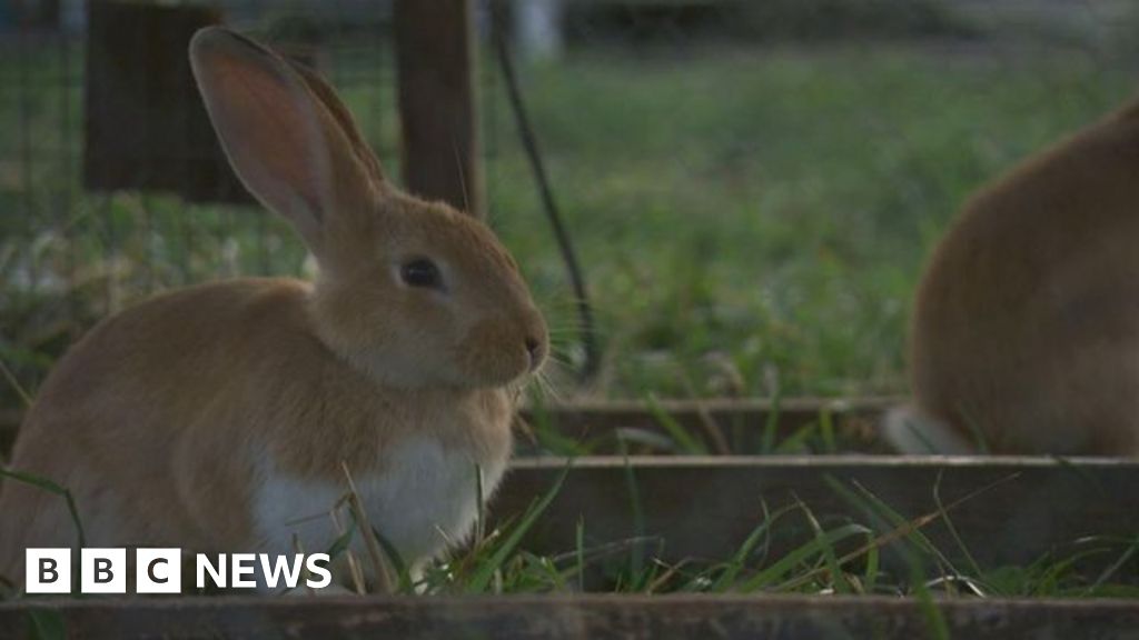 Hundreds of pet rabbits abandoned BBC News
