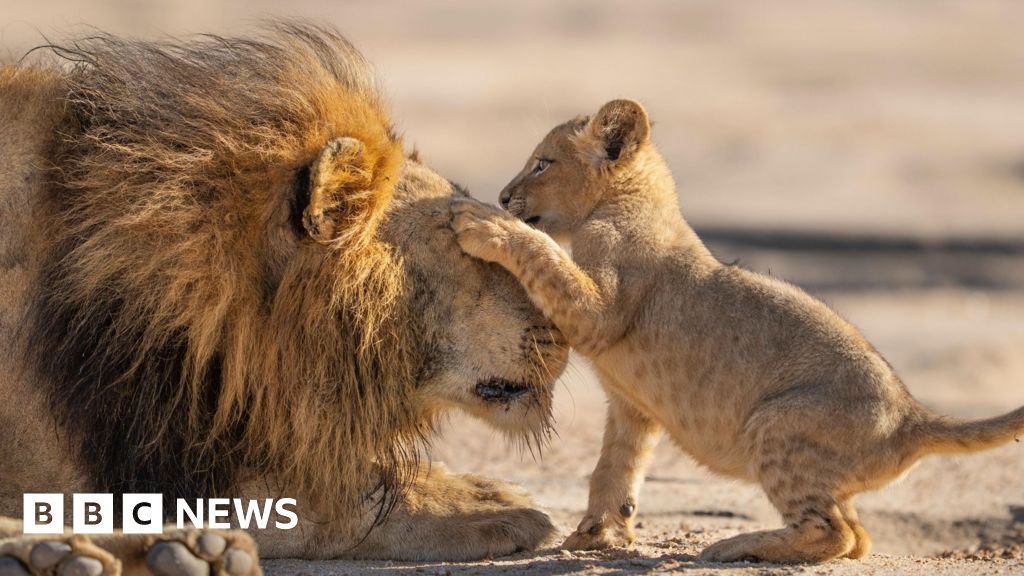 Attenborough gives 'family feels' in new show Parenthood