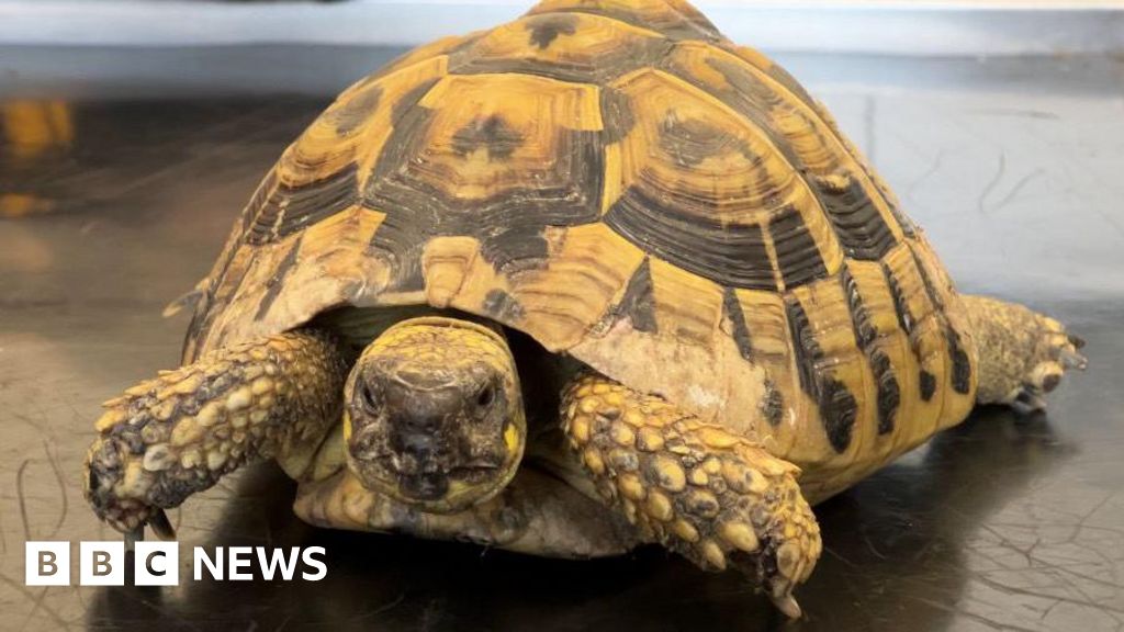 Escapee tortoises taken to Guernsey animal shelter during heat