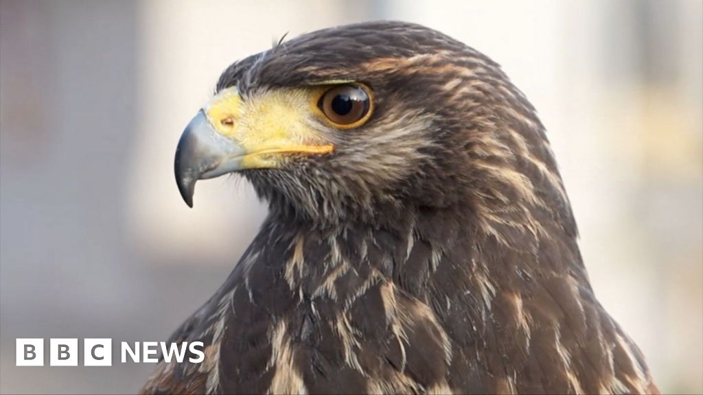 Norwich Market brings in hawk to keep pigeons away