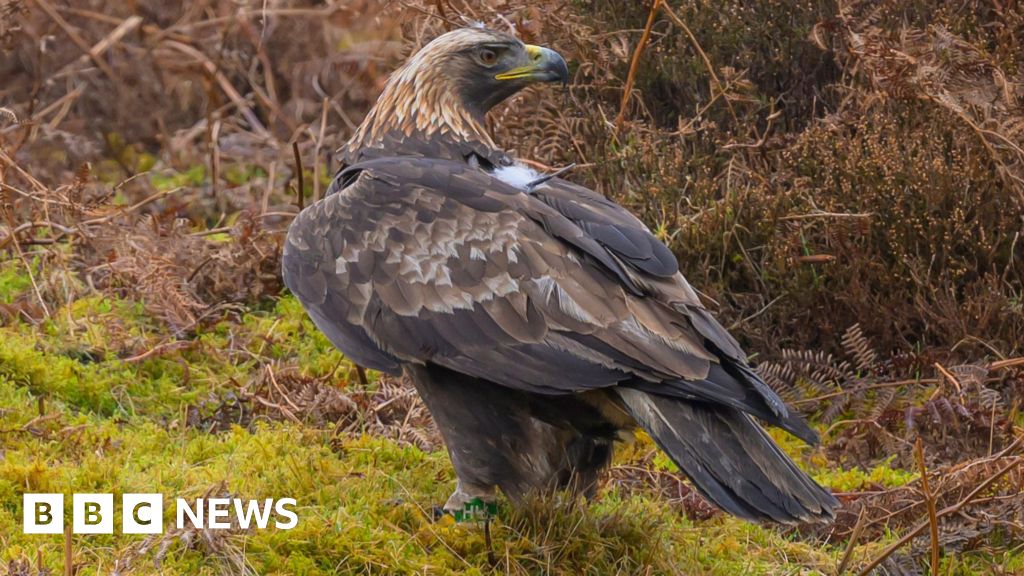 Police probe after golden eagle found with shotgun injuries