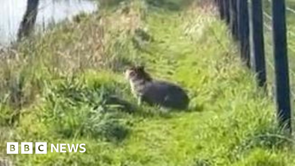 Capybara search 'closing in' as traps deployed