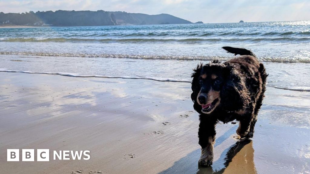 Lessons helping Jersey pupils understand and respect dogs