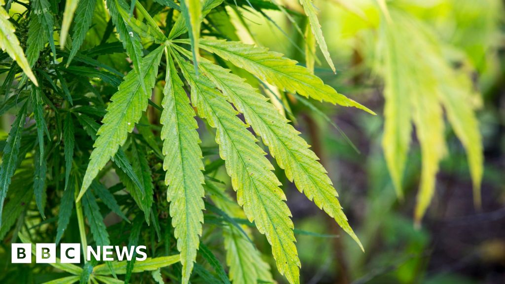 Cannabis haul found in derelict Dumfries building