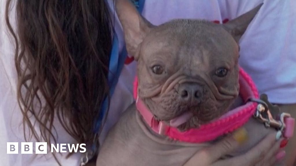 Watch: Worlds Ugliest Dog crowned in California