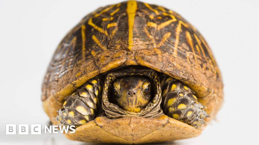 Anglesey man admits having porn of sex acts on a tortoise