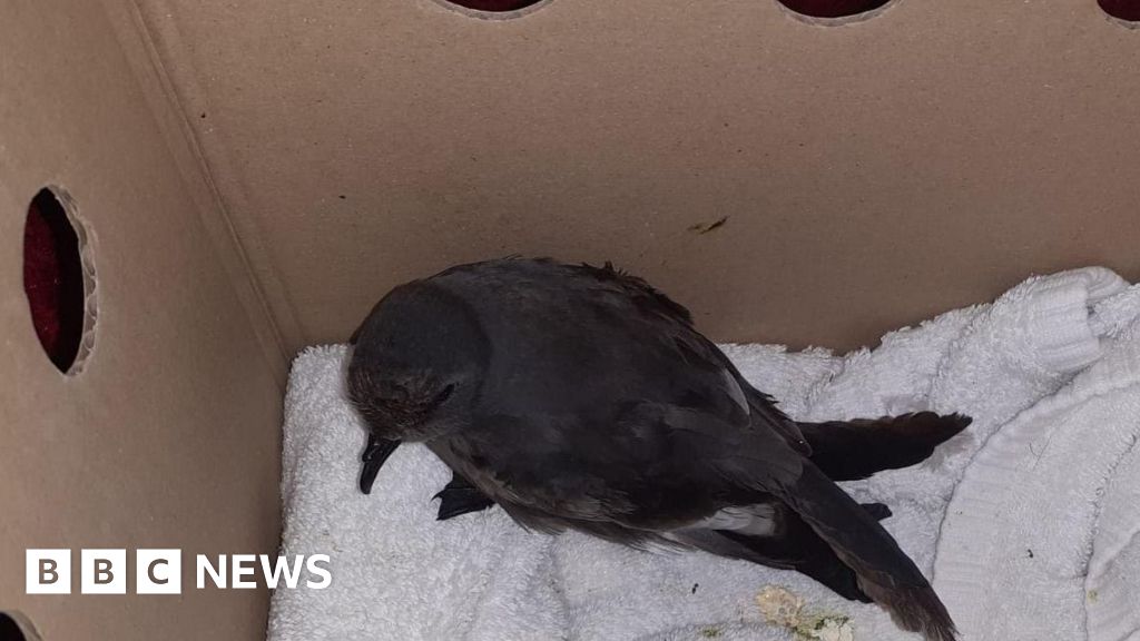 Storm petrels blown hundreds of miles to Jersey