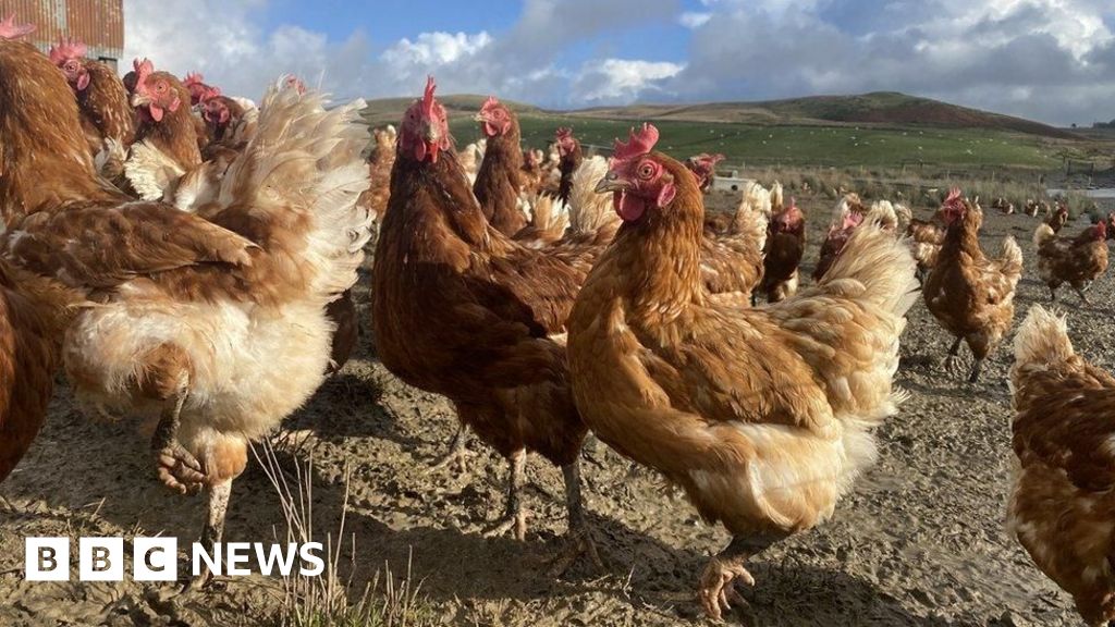 Bird Flu Confirmed in Wales, Protection Zones Established
