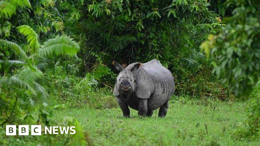 Assam floods: India national park flooding kills more than 130 animals