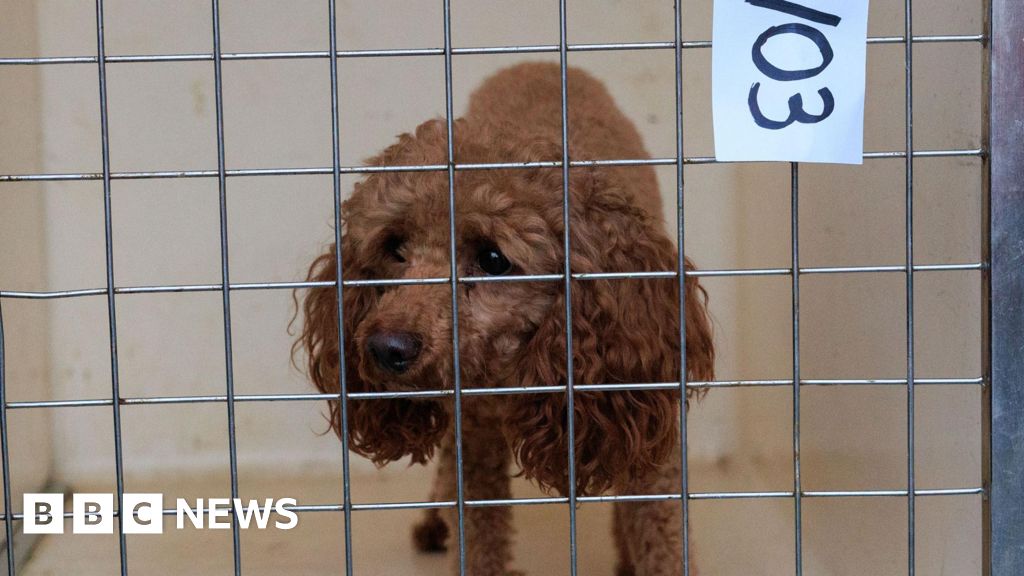 Seventy-one dogs and pupies saved from Bury ‘illegal puppy trade’ | Manchester News