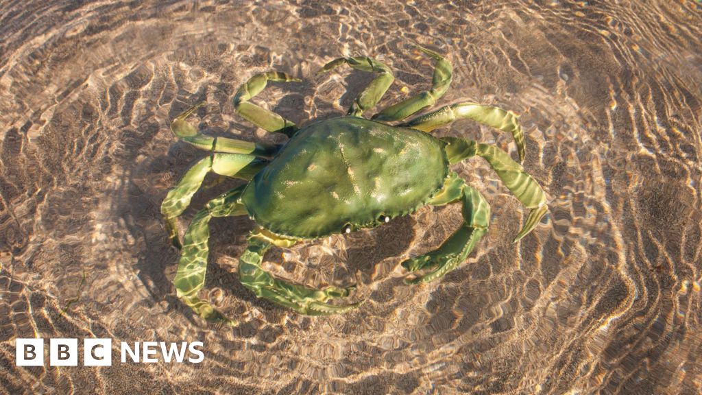 Why does evolution keep creating 'imposter crabs'?