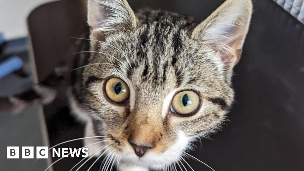 Kitten found dumped in a box on Telford layby