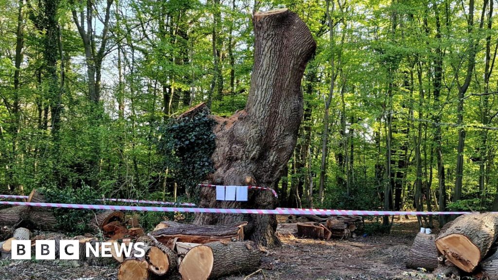 Why are ancient trees important and what protection do they have?