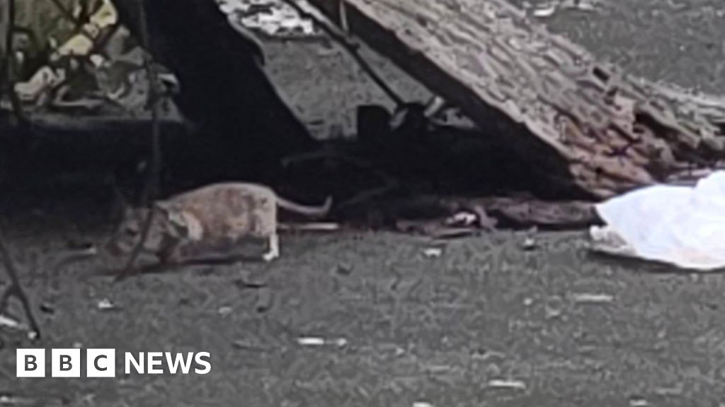 Rats 'the size of rabbits' on city street plagued by fly-tipping