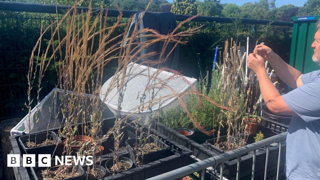 Volunteers to help rare wildflower by home growing