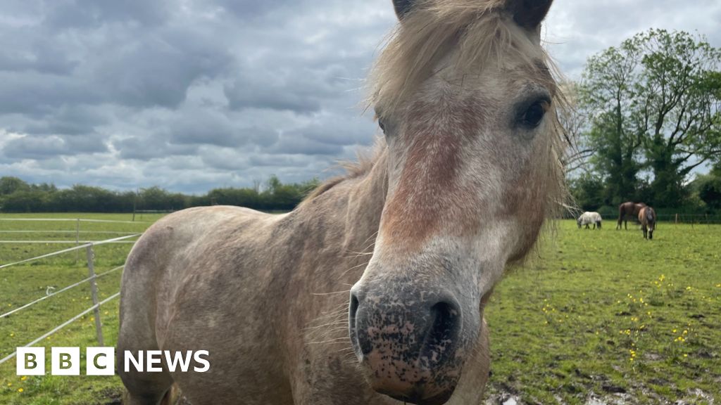 Mountsorrel: Pony sanctuary hit by thieves weeks after fire - BBC News