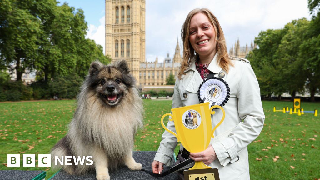 MP's pooch crowned Westminster Dog of the Year