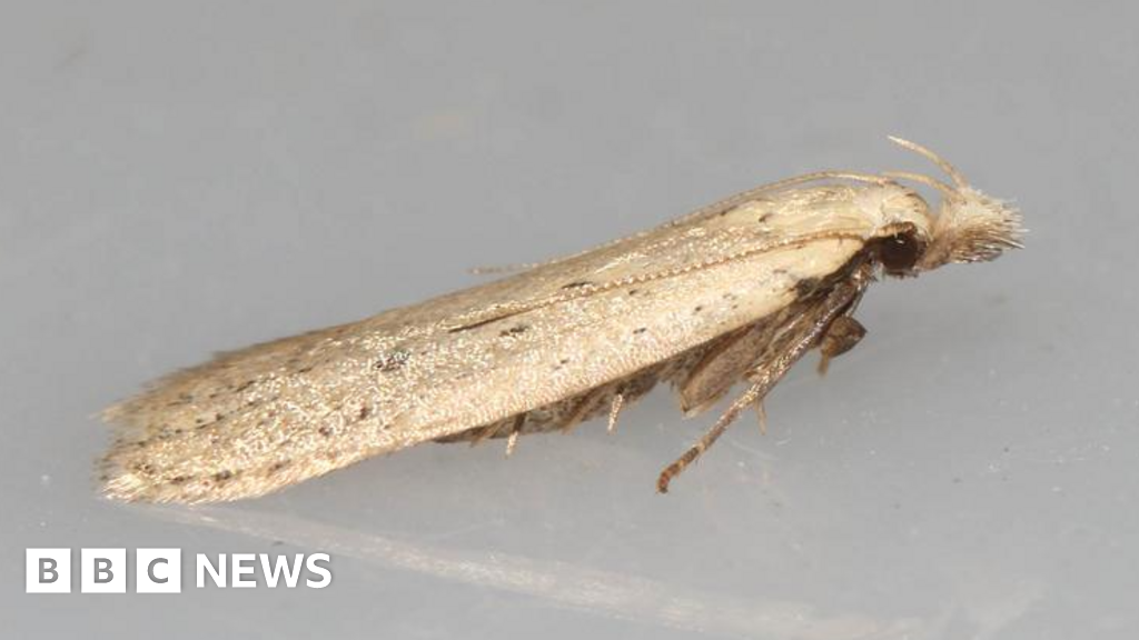 Norfolk Snout moth believed extinct a 'phenomenal' find - BBC News