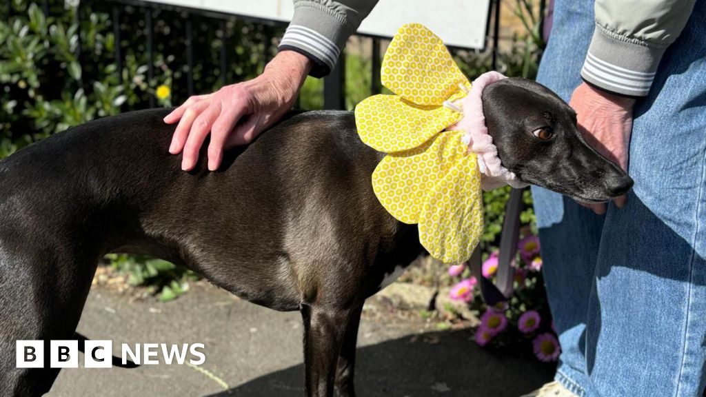 Dogs accompany North East and Cumbria voters to the polls