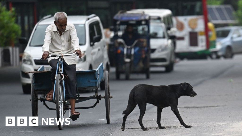 Delhi given eight weeks to round up hundreds of thousands of stray dogs