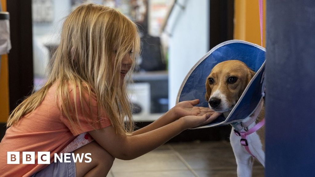 Homes needed for 4,000 beagles rescued from breeder in US