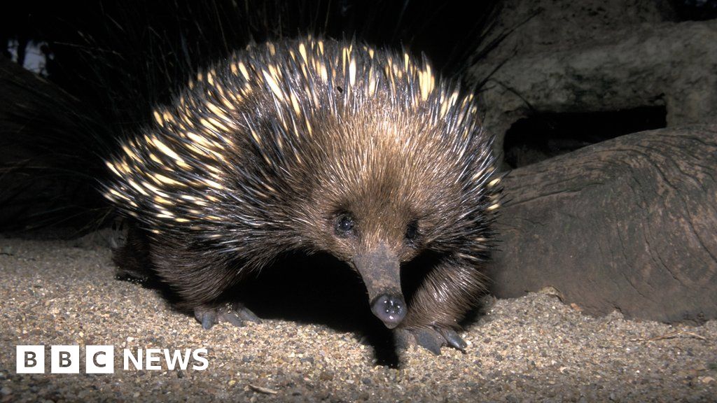 First-ever images prove 'lost echidna' not extinct