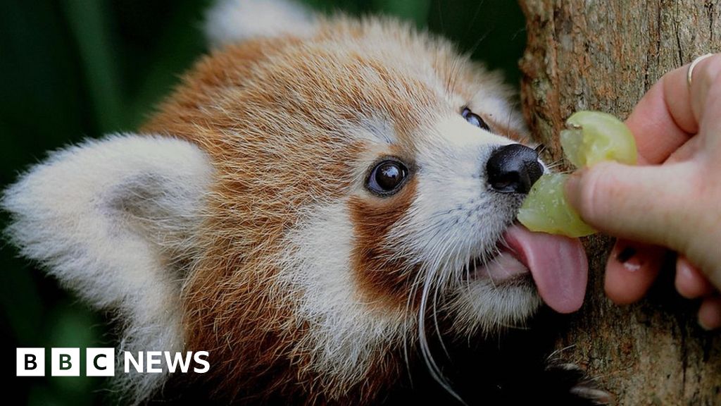 Red pandas are two species, not one