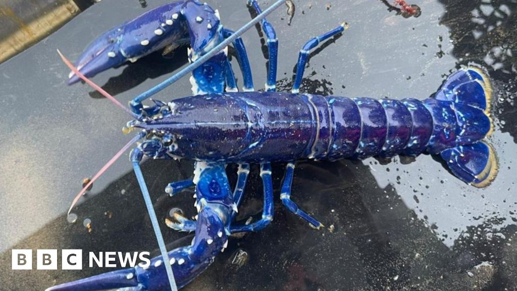 Blue lobster: Belfast Lough fisherman lands rare crustacean - BBC News