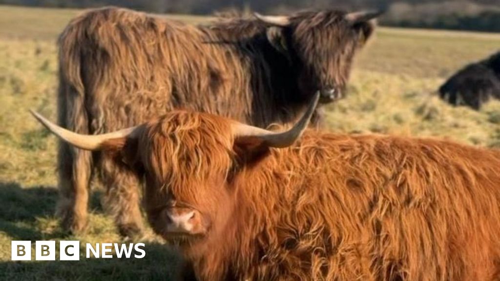 Why have Highland cows become such a big deal at Butser Hill?