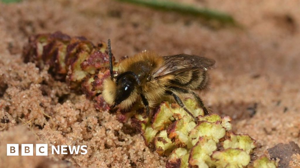 Rare species of bee spotted at Ryton Pools Country Park - BBC News