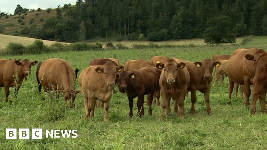 Eat less meat to save the from climate change?